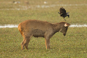 sambar